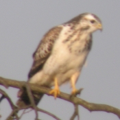 Bussard Bild: Arnold Schongen