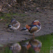 Mandarinente Niers Bild: Arnold Schongen