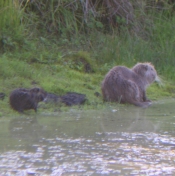 Nutria Bild :Arnold Schongen