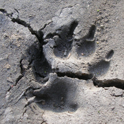 Pfote Bild: Arnold Schongen