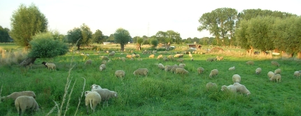 Schafe Bild: Arnold Schongen