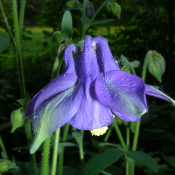 Gemeiner Akelei  Bild: Arnold Schongen