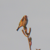 Stieglitz Bild: Arnold Schongen